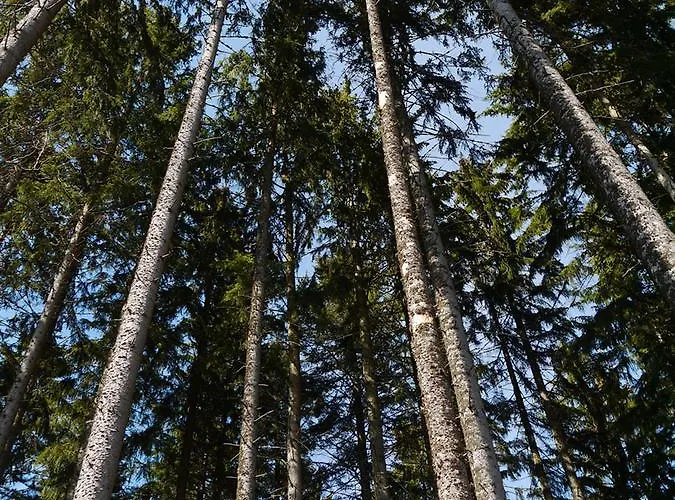 Pensionat Steinasäge 3*